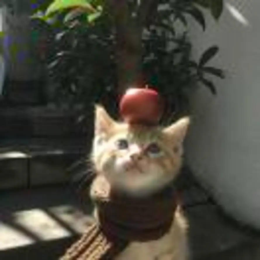 你是不是油饼ෆ的头像