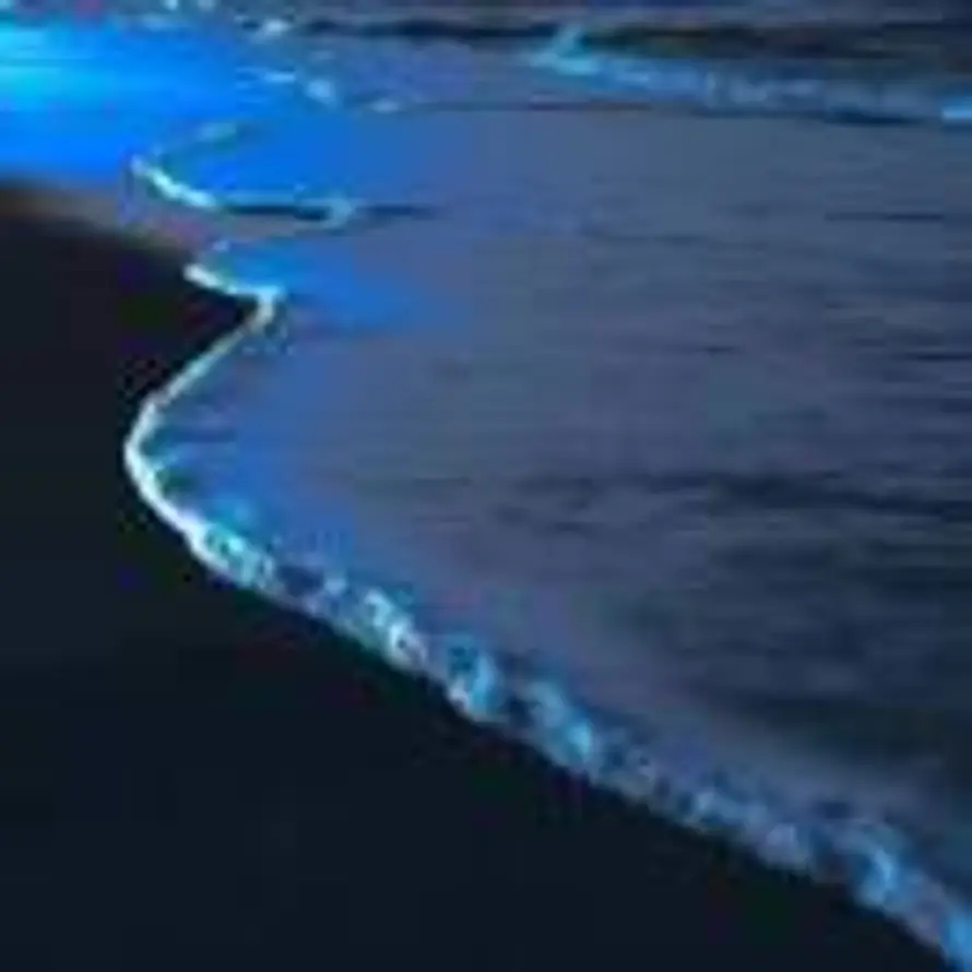 Serendipity的头像