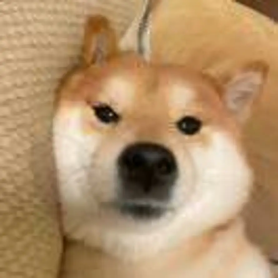 最爱五分糖的头像