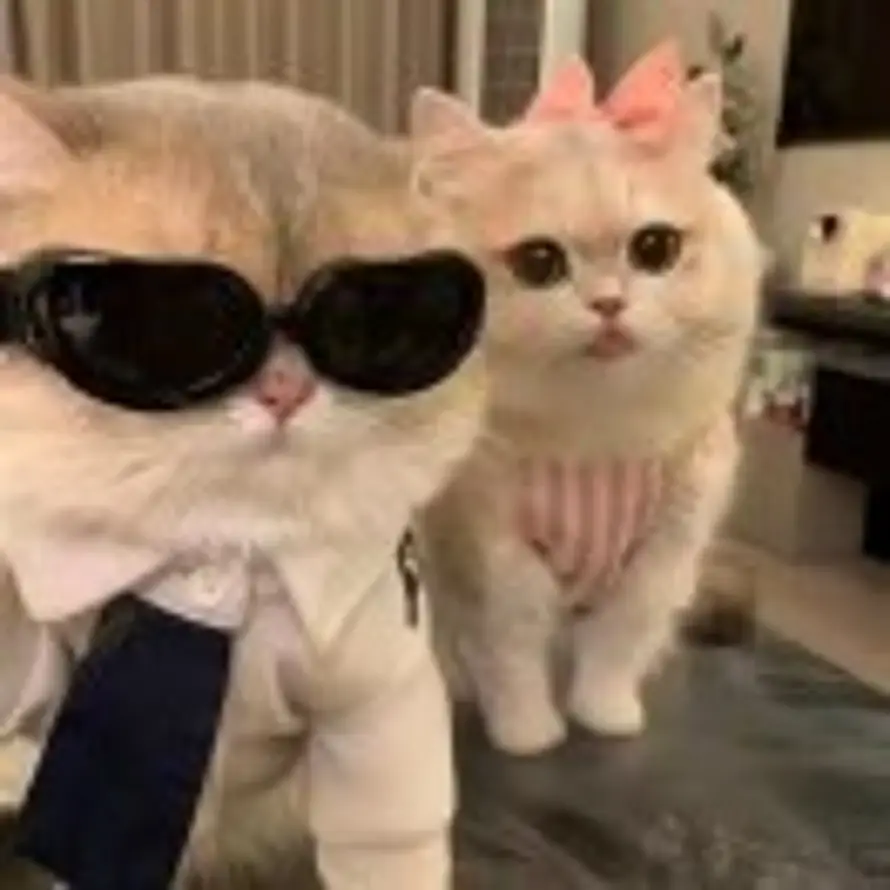 唱吧麦颂  张朕熙的头像