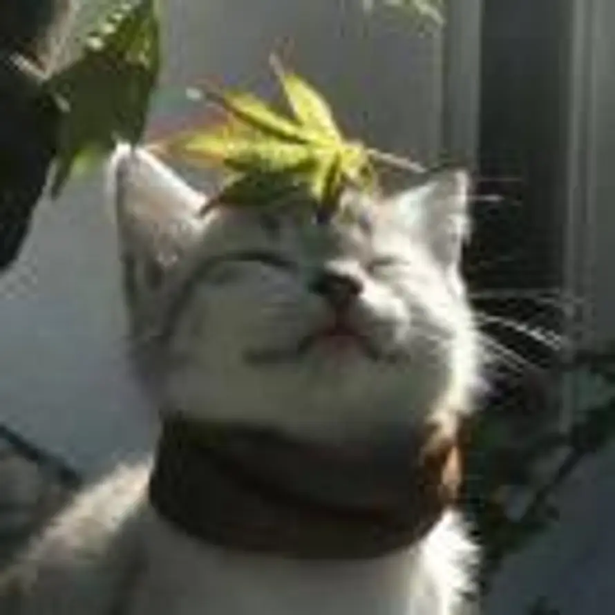 依栏听风的头像