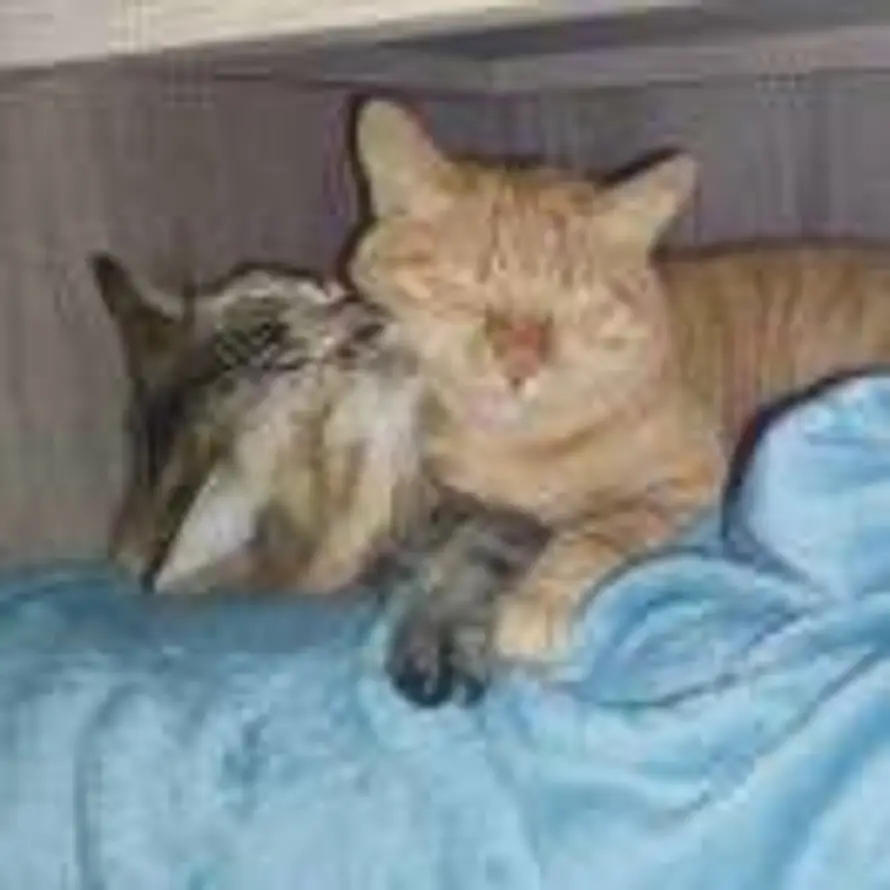 逆序木（夜夜）的头像