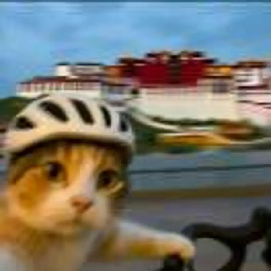 缘来如此的头像