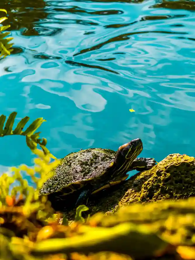 4k乌龟壁纸 - 水草 - 河边 - 石头「哲风壁纸」