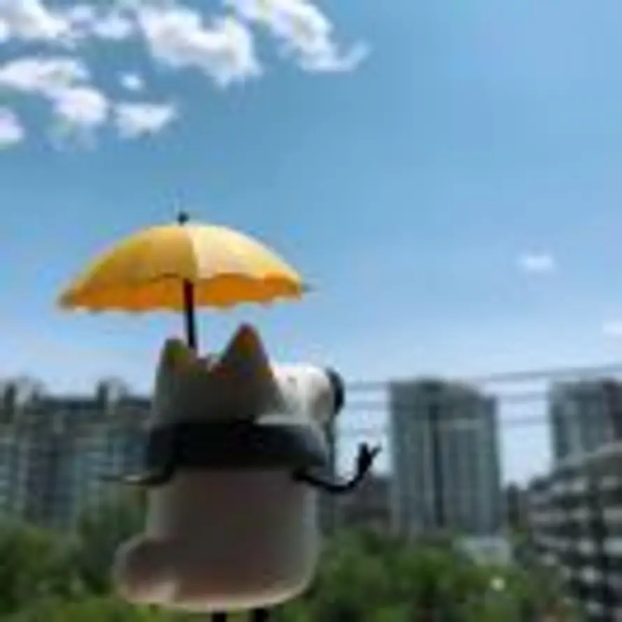 不会哭的鱼的头像