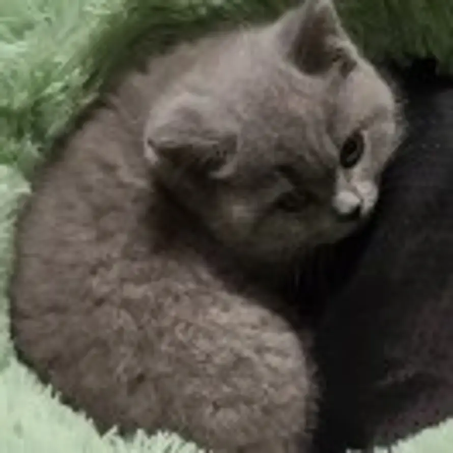 汤圆和article的头像