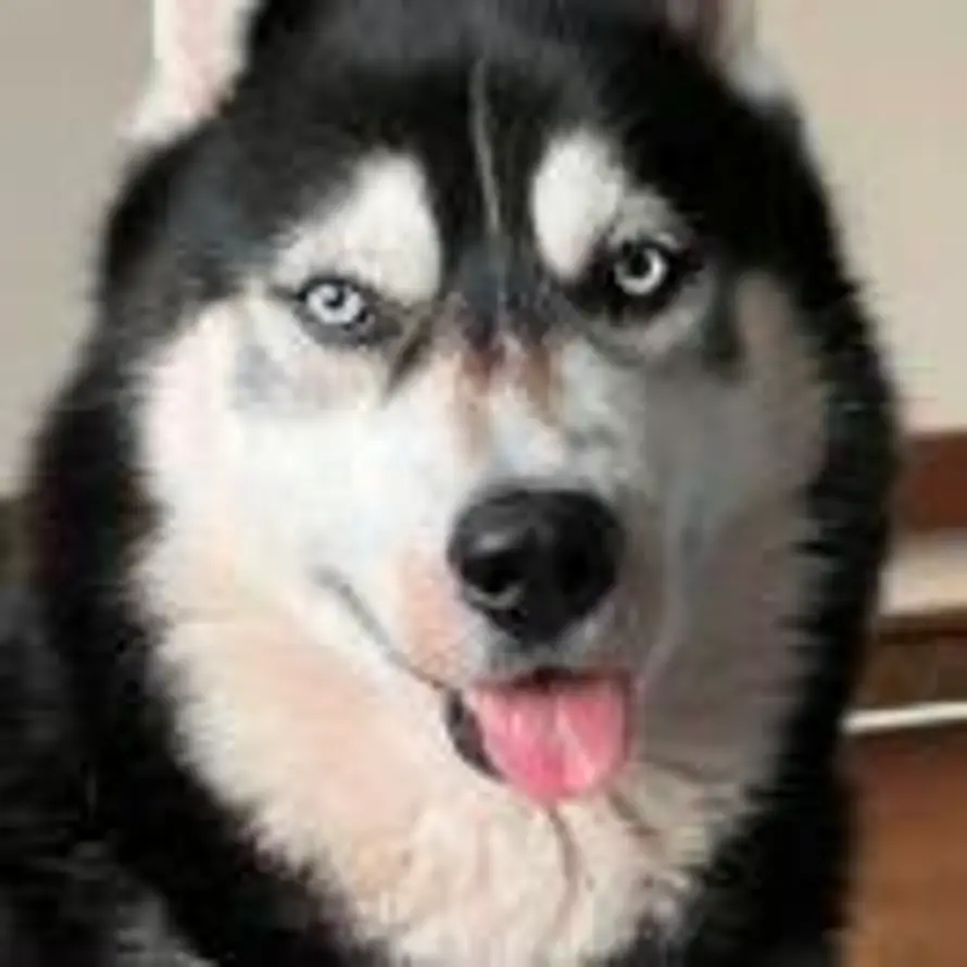 维宝小太阳的头像