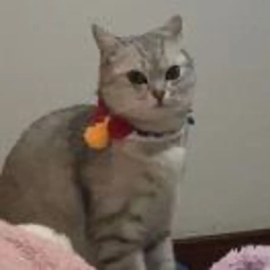 喜欢吃桃子的头像