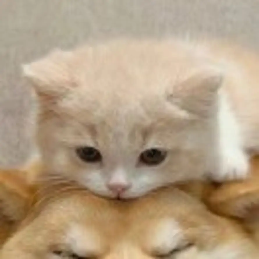 茉莉啊茉莉的头像