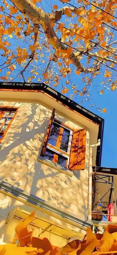 4k房屋壁纸 - 枫叶 - 树影 - 秋天「哲风壁纸」