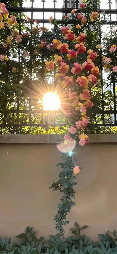 4k光影壁纸 - 栅栏 - 绿植 - 花墙「哲风壁纸」