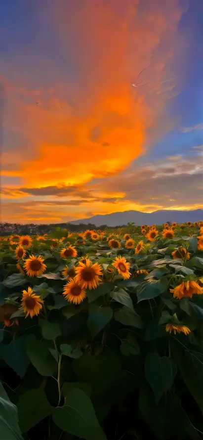 4k云朵壁纸 - 天空 - 山脉 - 晚霞「哲风壁纸」