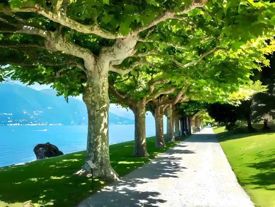 4k树阴壁纸 - 湖水 - 草地 - 远山「哲风壁纸」