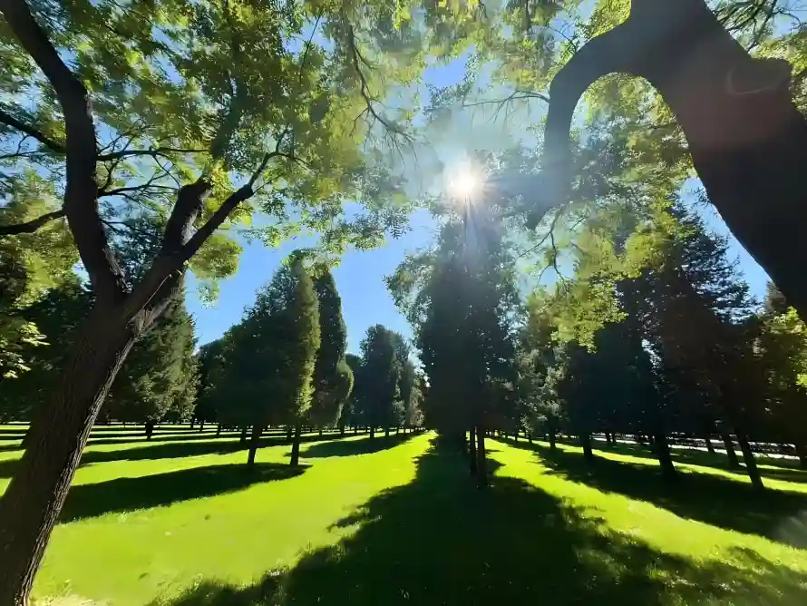 2k树影壁纸-阳光 - 草地-免费下载「哲风壁纸」