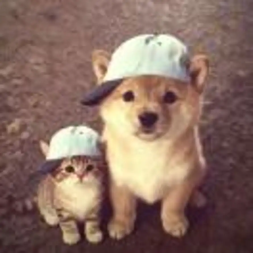 Hakuna matata的头像