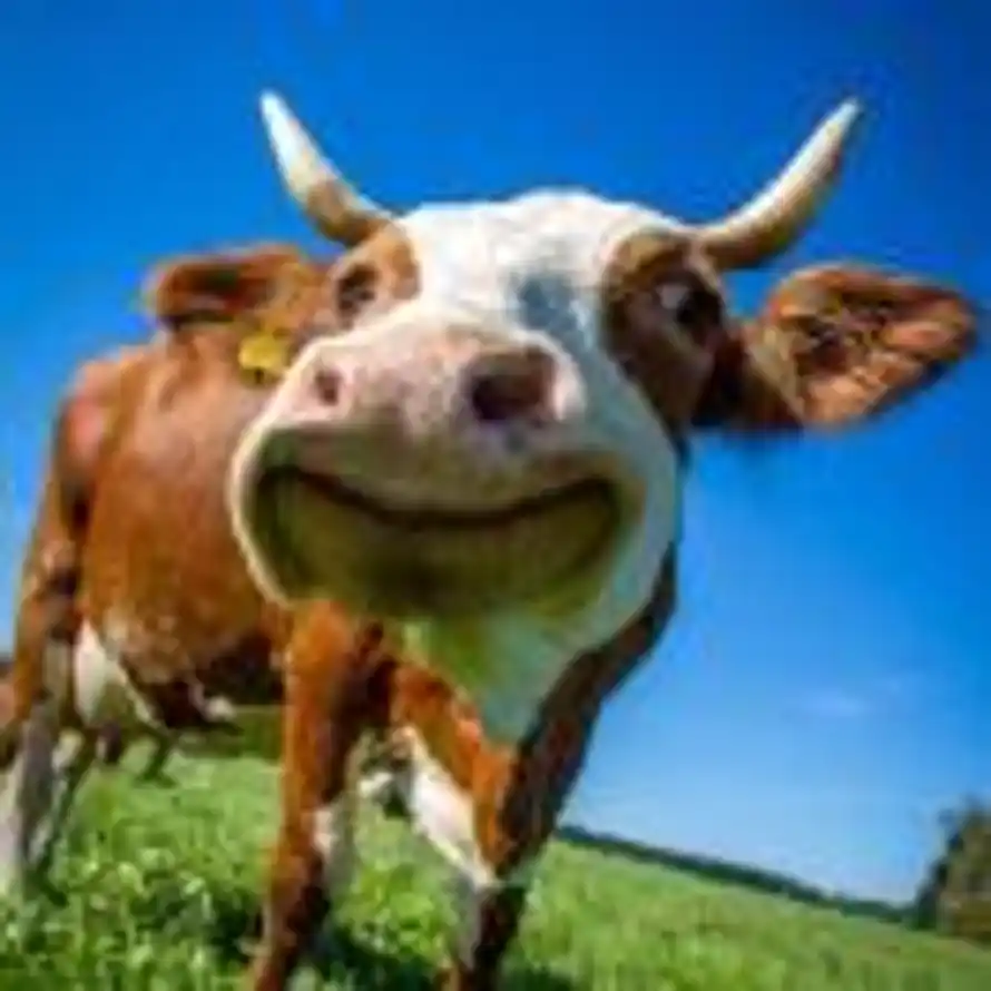 口腔溃疡的头像