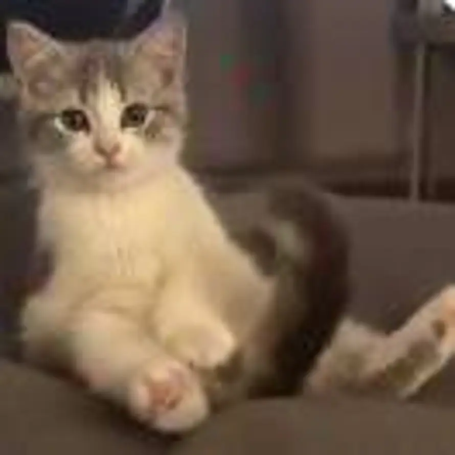 和月亮说晚安的头像