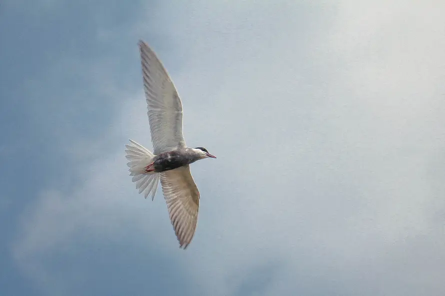 4k云朵壁纸 - 天空 - 江鴎 - 江鸥「哲风壁纸」 4k云朵壁纸 - 天空 - 江鴎 - 江鸥「哲风壁纸」