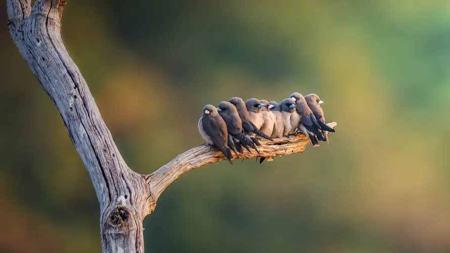 4k树枝壁纸 - 鸟 - 栖息 - 自然「哲风壁纸」