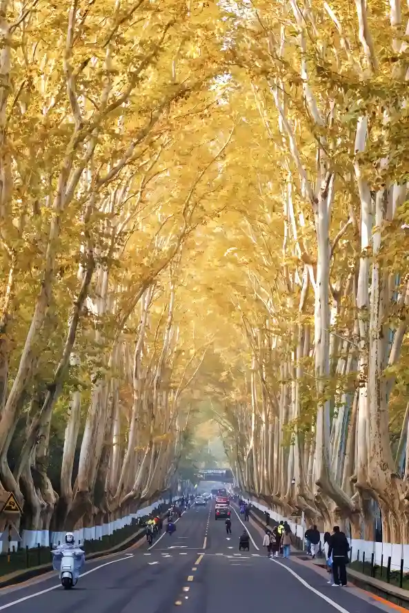 4k秋天壁纸 - 梧桐大道 - 热门壁纸 - wallpaper「哲风壁纸」