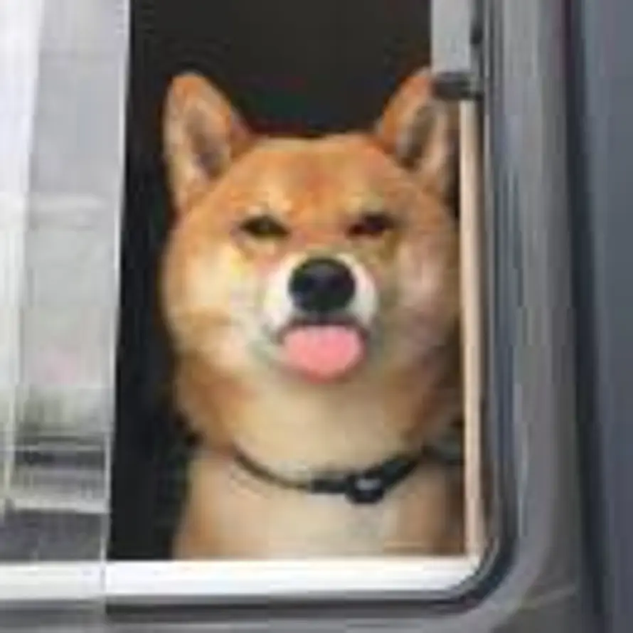 欲望养厉鬼的头像