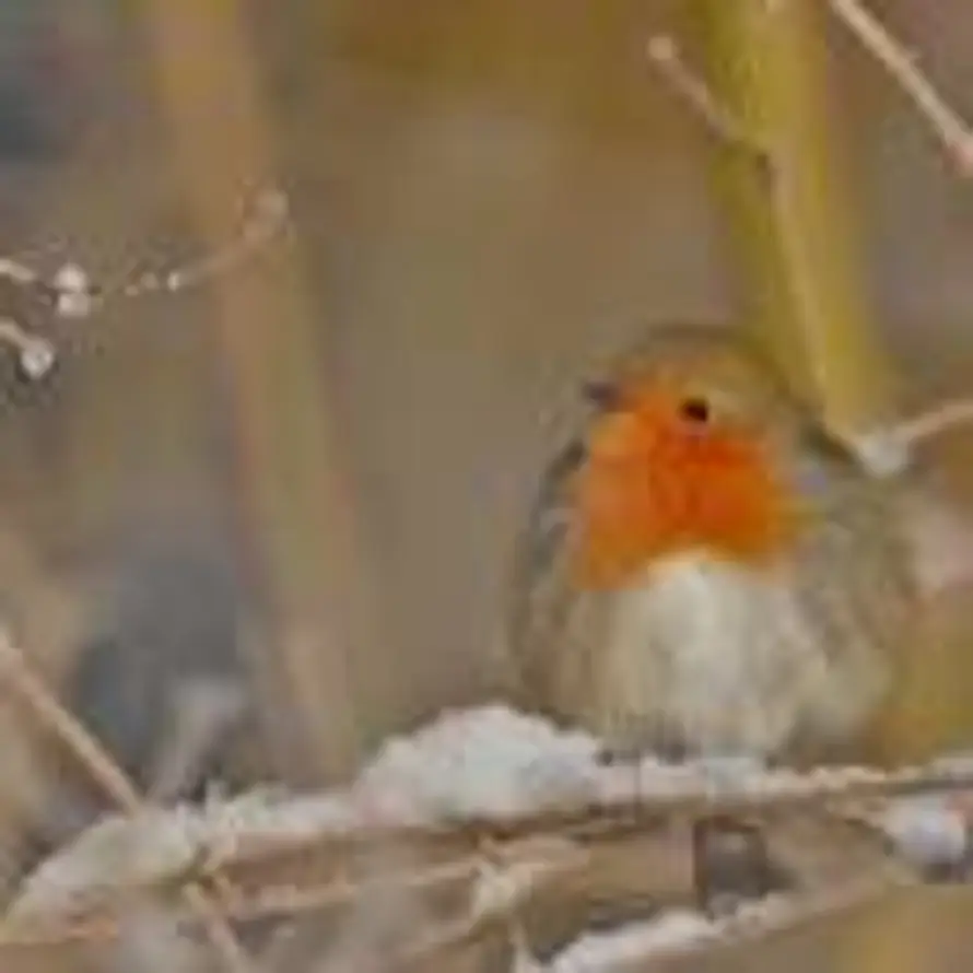 知更雀的小粉丝的头像