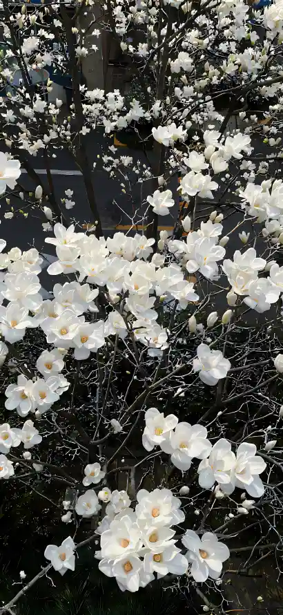 4k清新壁纸 - 简约 - 自然 - 花丛「哲风壁纸」