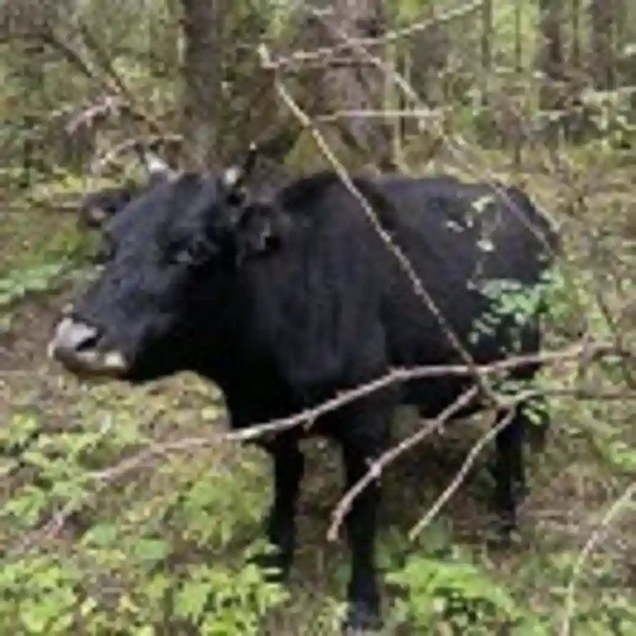 阿莫西林i的头像