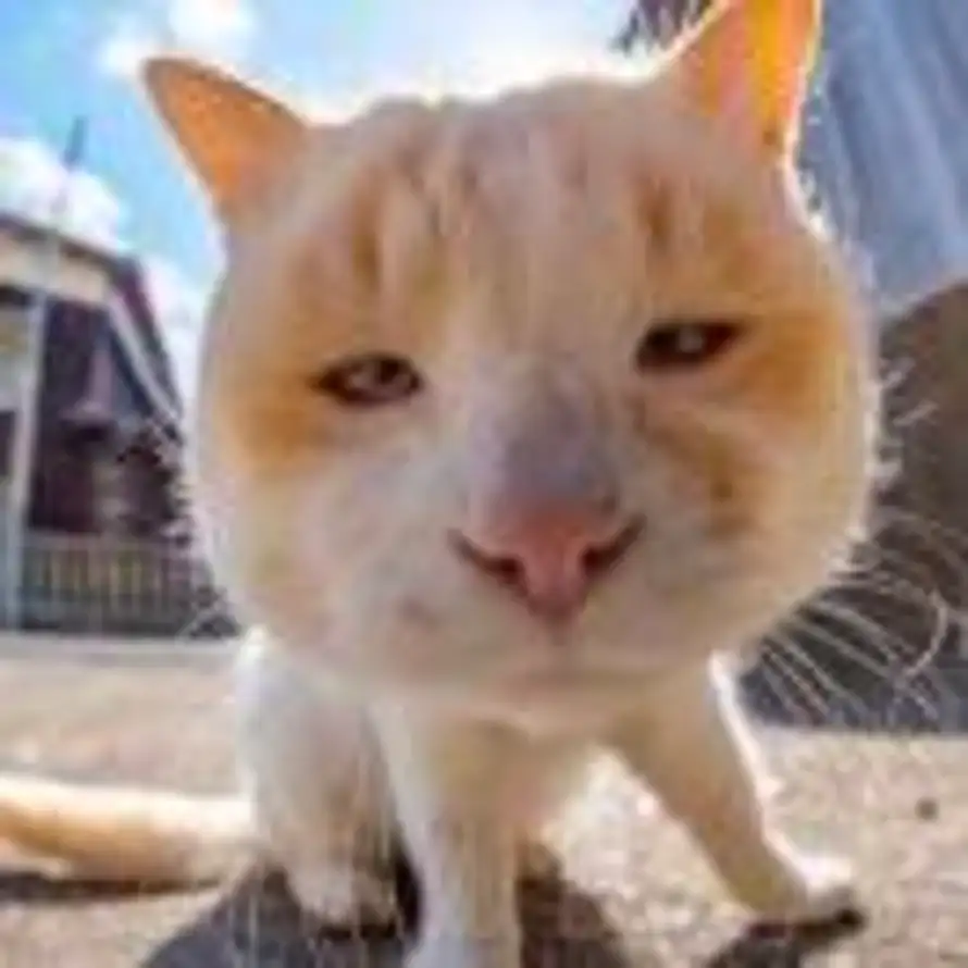 及时止孙先生ᯤ⁵ᴳ⁺的用户头像 - 哲风壁纸