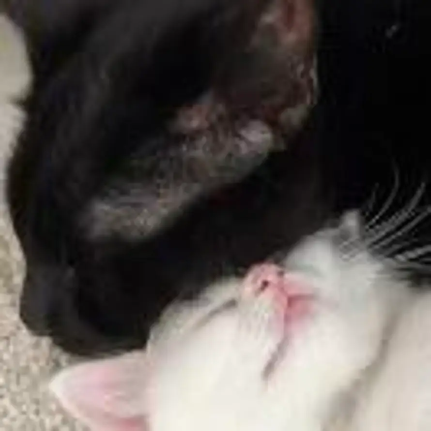 不醒人事的头像