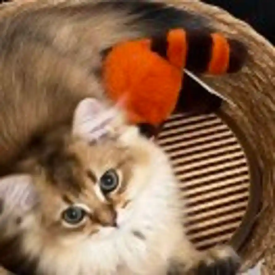 🐑木木疋的头像