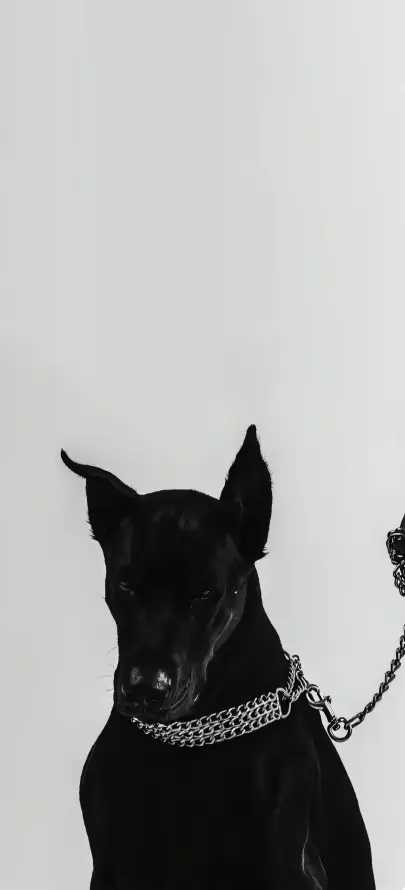 4k宠物壁纸 - 狗 - 简约 - 项圈「哲风壁纸」