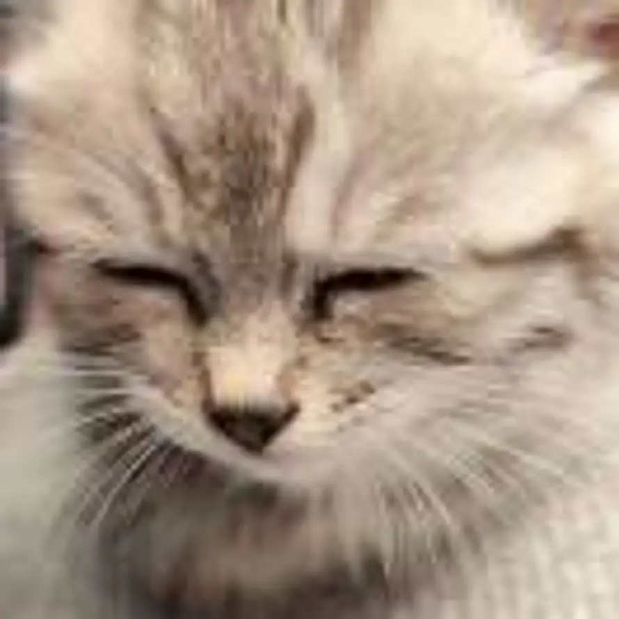 丛林里的海藻的头像