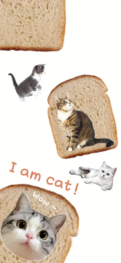 4k小猫壁纸 - 可爱 - 吐司 - wallpaper「哲风壁纸」