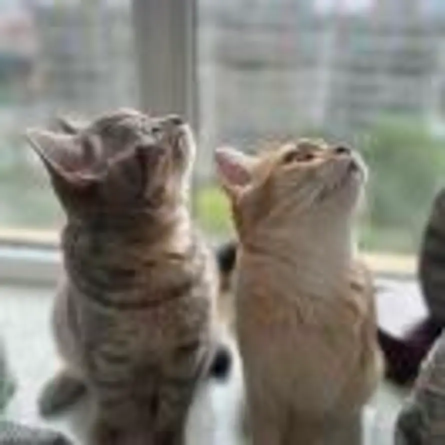 清风朗月的头像