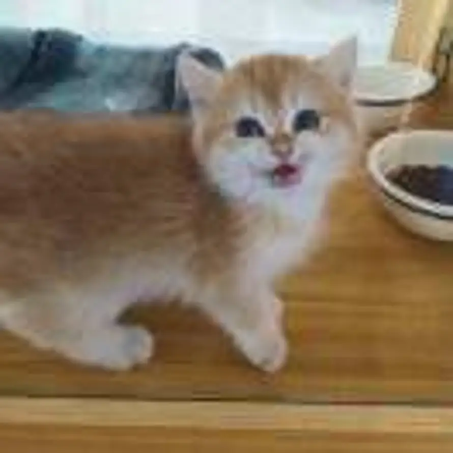 奶茶不加糖的头像