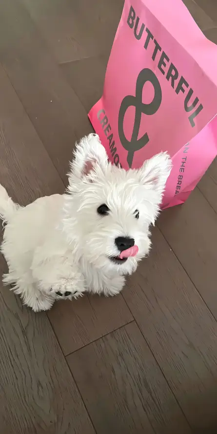 4k可爱壁纸 - 宠物 - 萌宠 - 西高地「哲风壁纸」