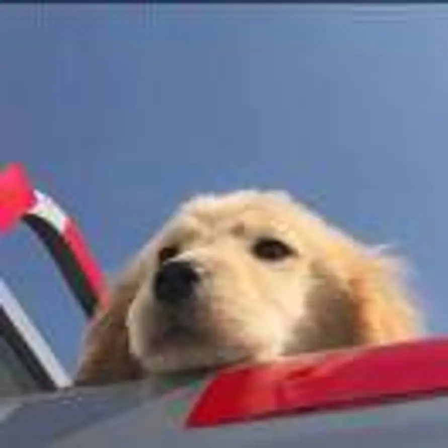 万事如意的头像