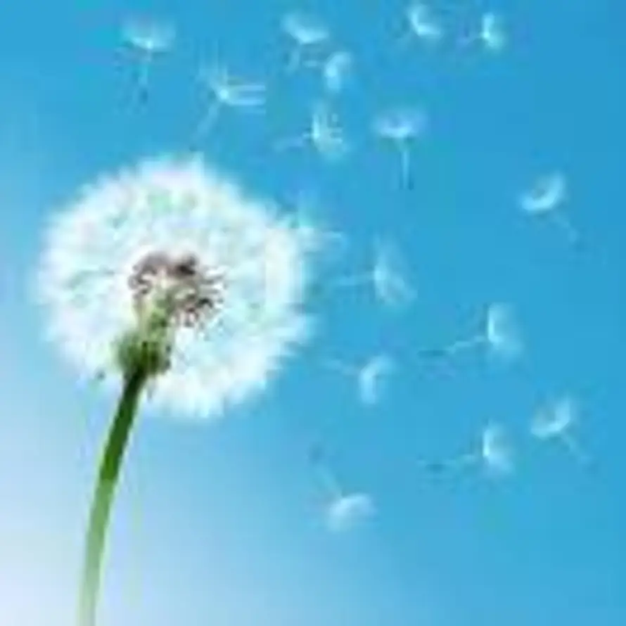 蒲公英的头像
