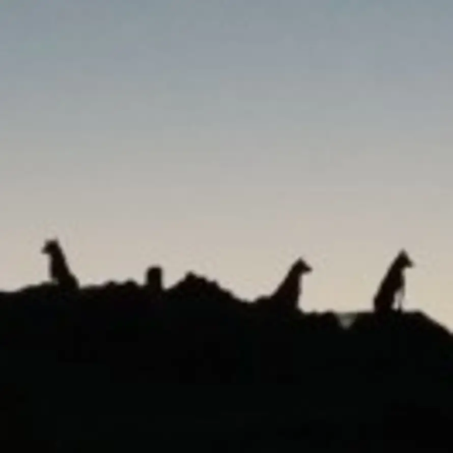 洛·孤城的头像