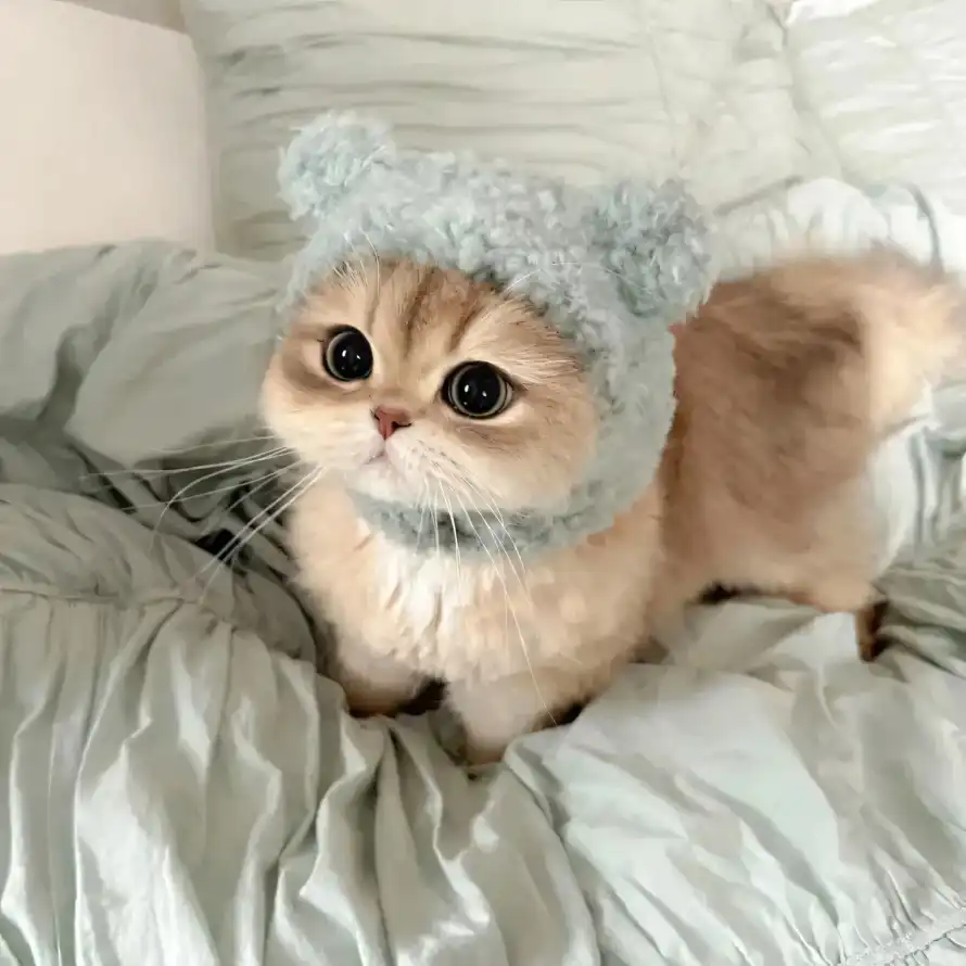 4k乖巧壁纸 - 卧室 - 可爱 - 宠物「哲风壁纸」