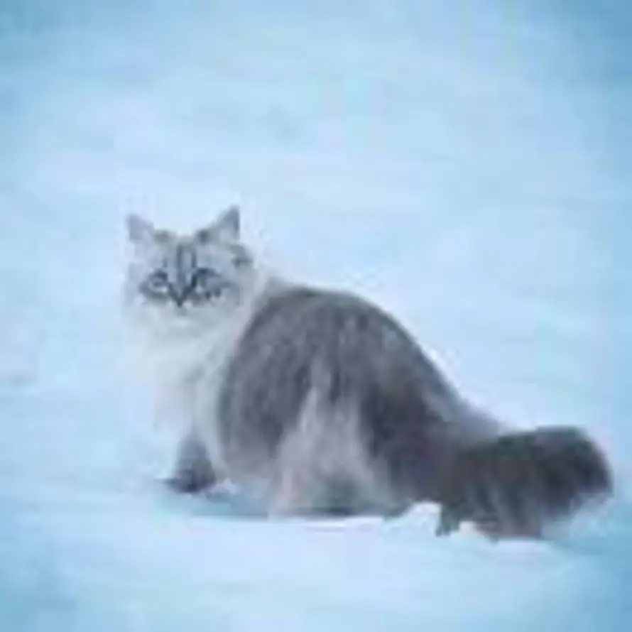 西伯利亚森林猫的头像