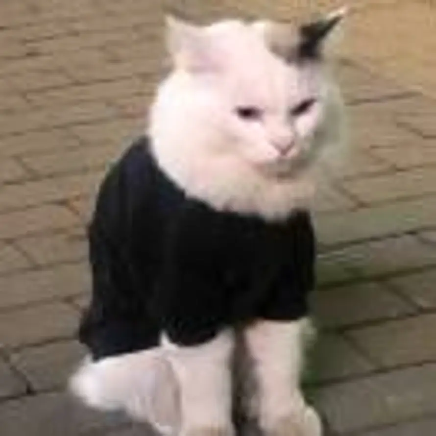 大大果冻的头像