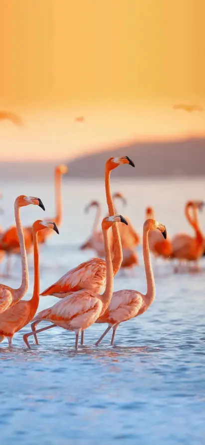 4k壁纸壁纸 - 手机 - 水面 - 湿地「哲风壁纸」