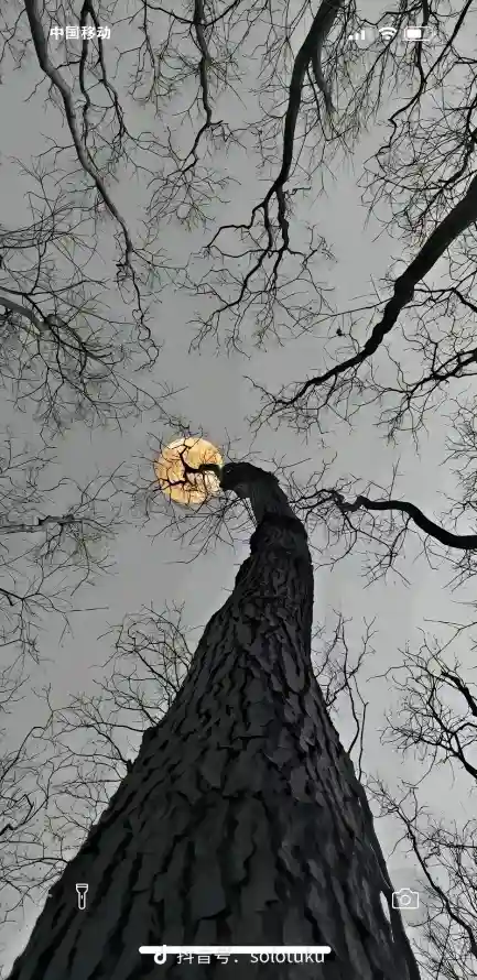 4k壁纸壁纸 - 户外 - 手机 - 枯树「哲风壁纸」