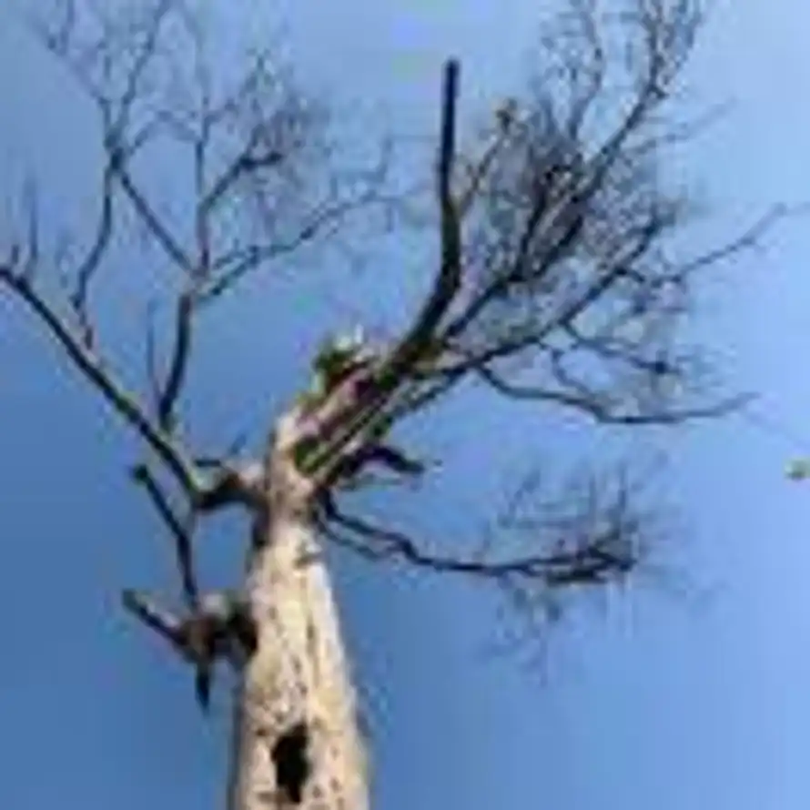 大爱仙尊的头像