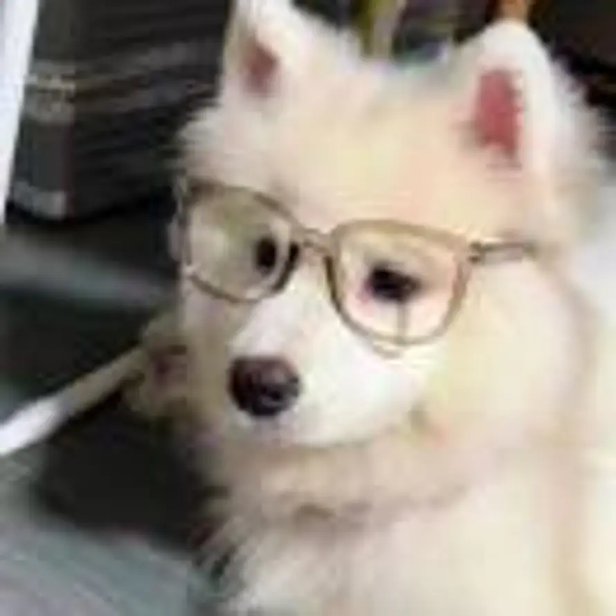 努力的生煎包的头像