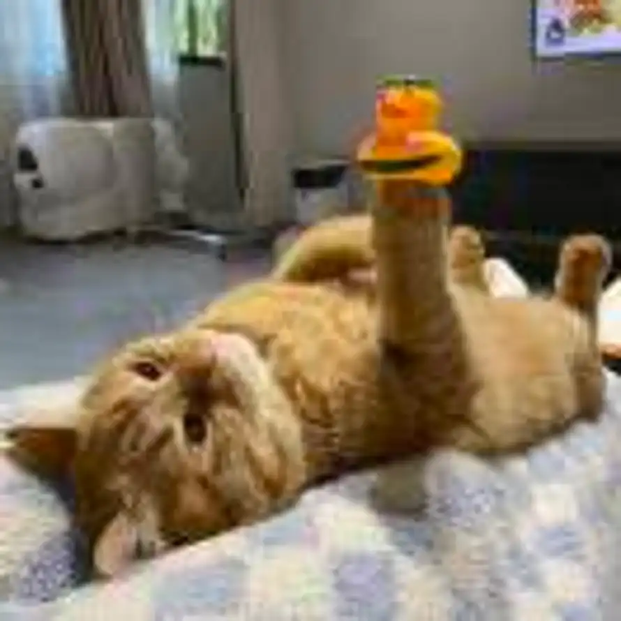 SN - 陈盼的头像