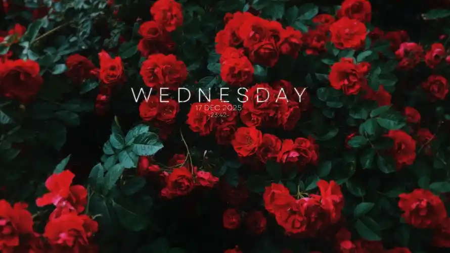 4k植物壁纸 - 生机 - 红温 - 绿叶「哲风壁纸」