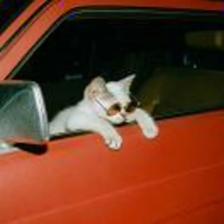 在努力的小牛的头像